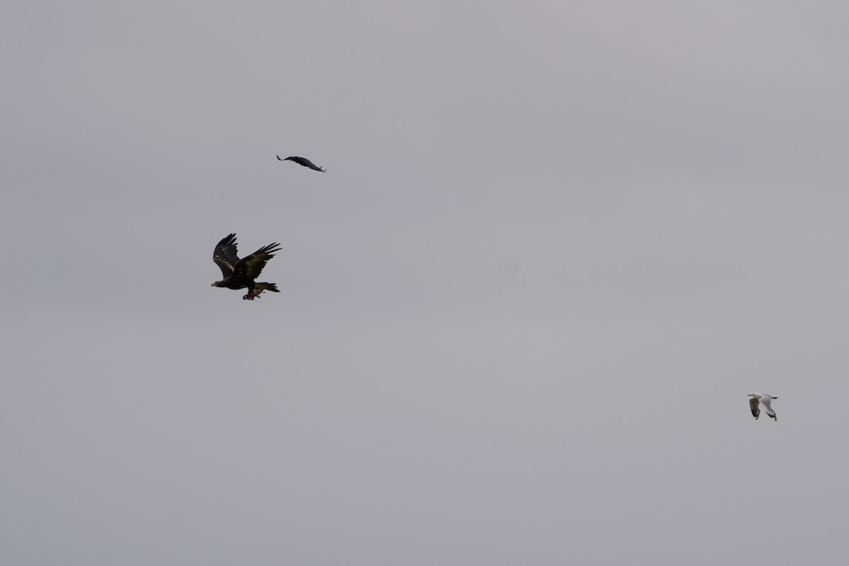 Wedge-tailed Eagle - ML646628304