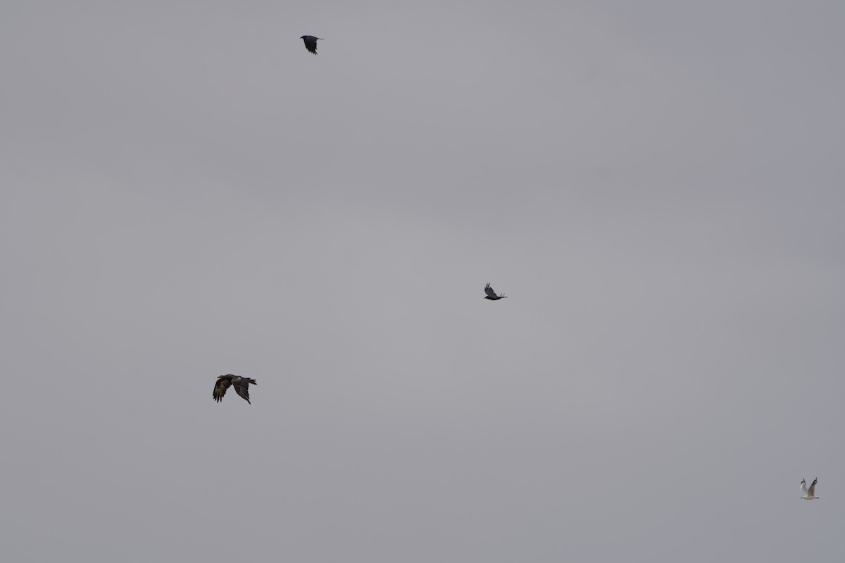 Wedge-tailed Eagle - ML646628305