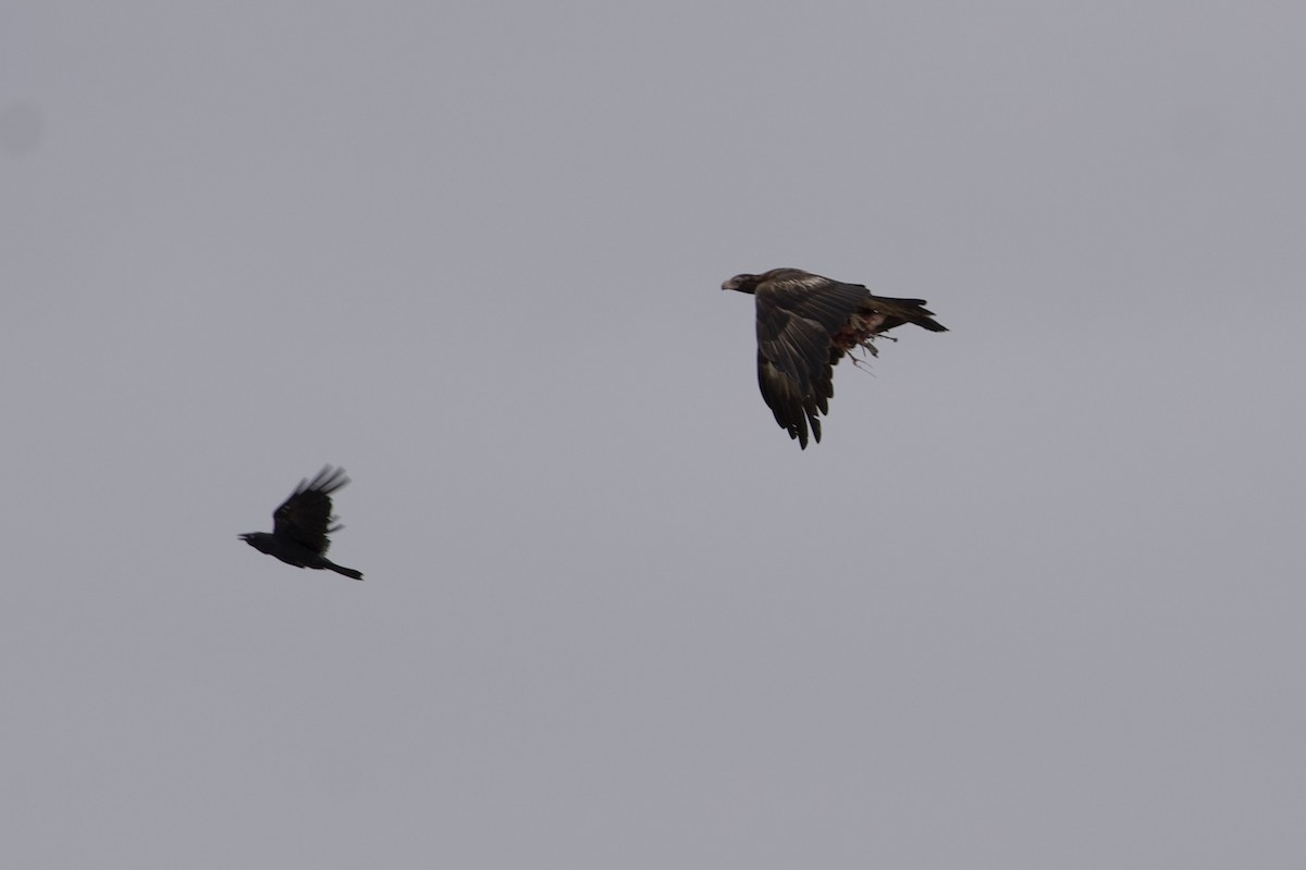 Wedge-tailed Eagle - ML646628306