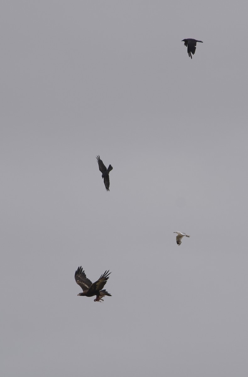 Wedge-tailed Eagle - ML646628307