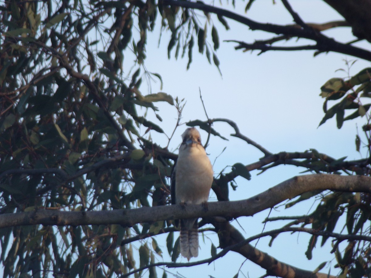 Laughing Kookaburra - ML646628308