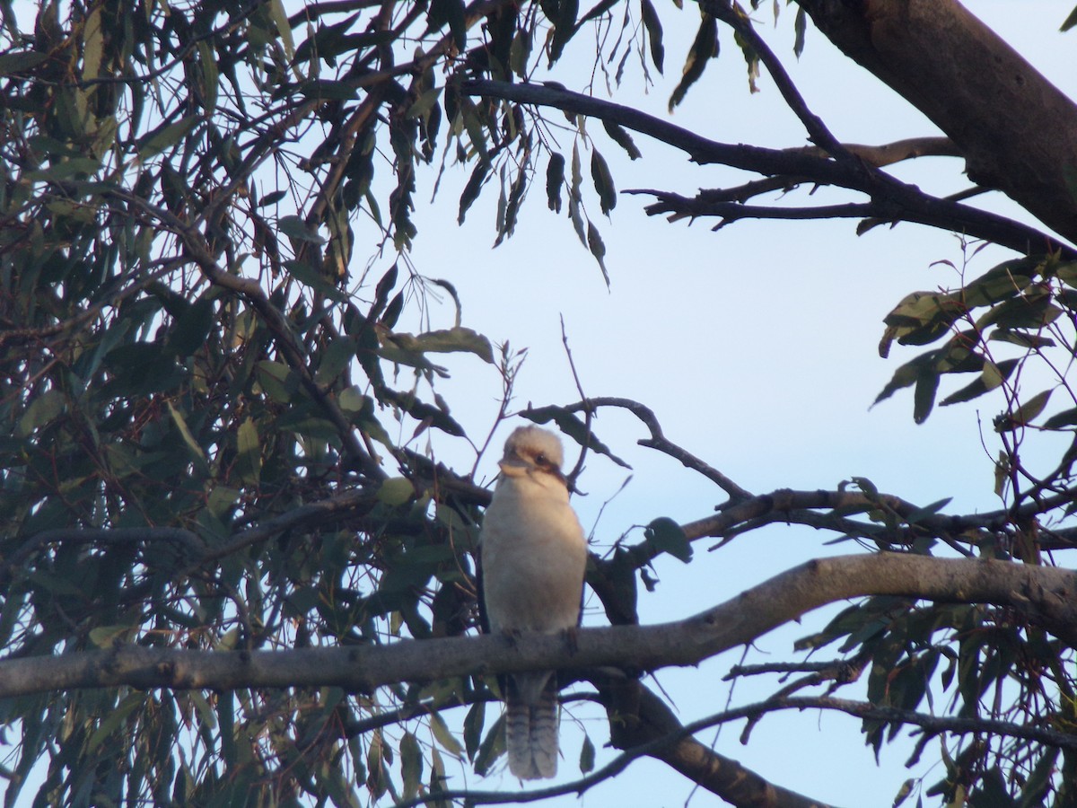 Laughing Kookaburra - ML646628310