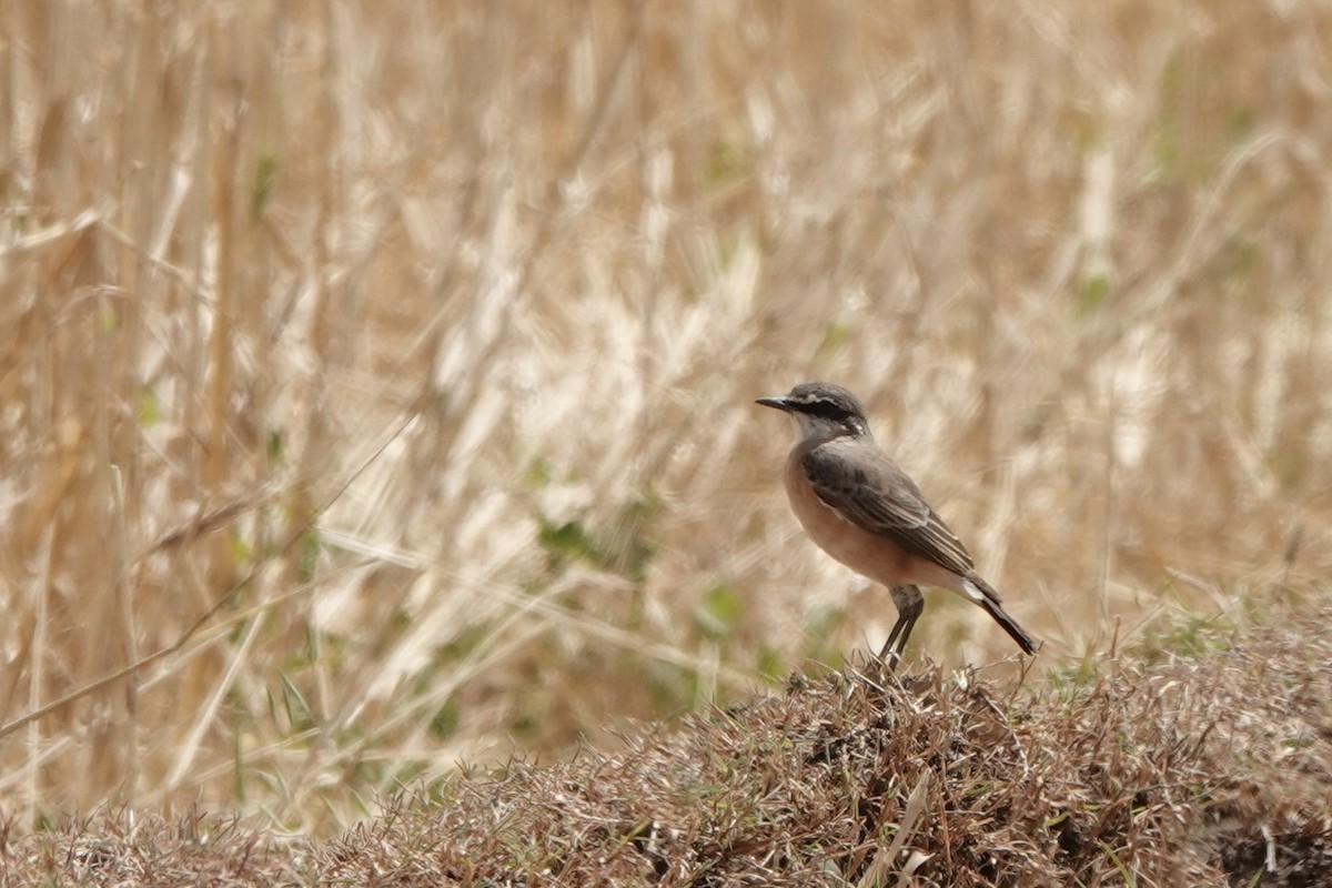 Rusty-breasted Wheatear - ML646628311