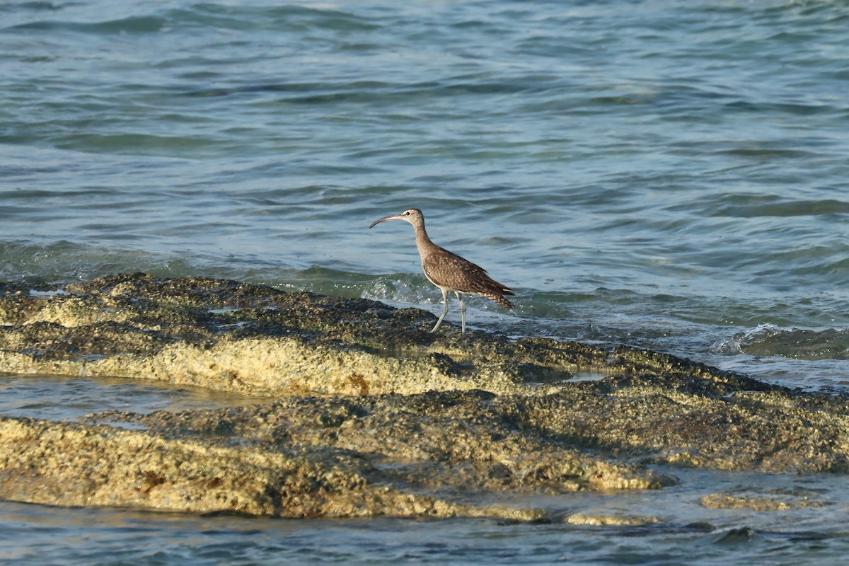 koliha malá - ML646628312