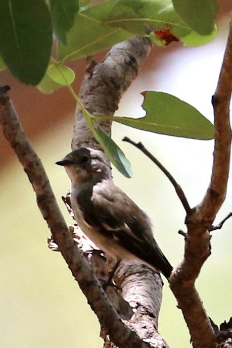 lejsek bělokrký - ML646628313