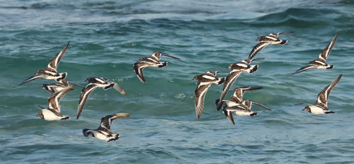 kamenáček pestrý - ML646628314