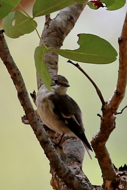 lejsek bělokrký - ML646628315