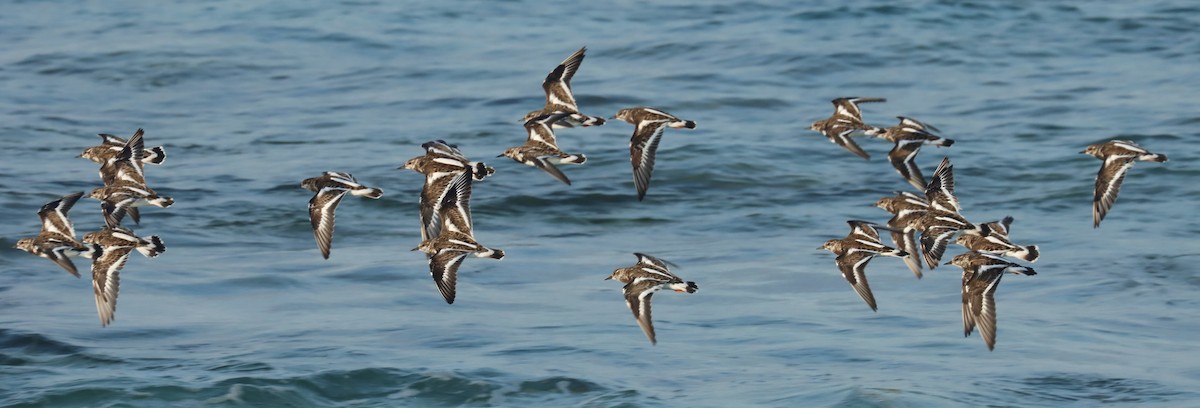 kamenáček pestrý - ML646628316