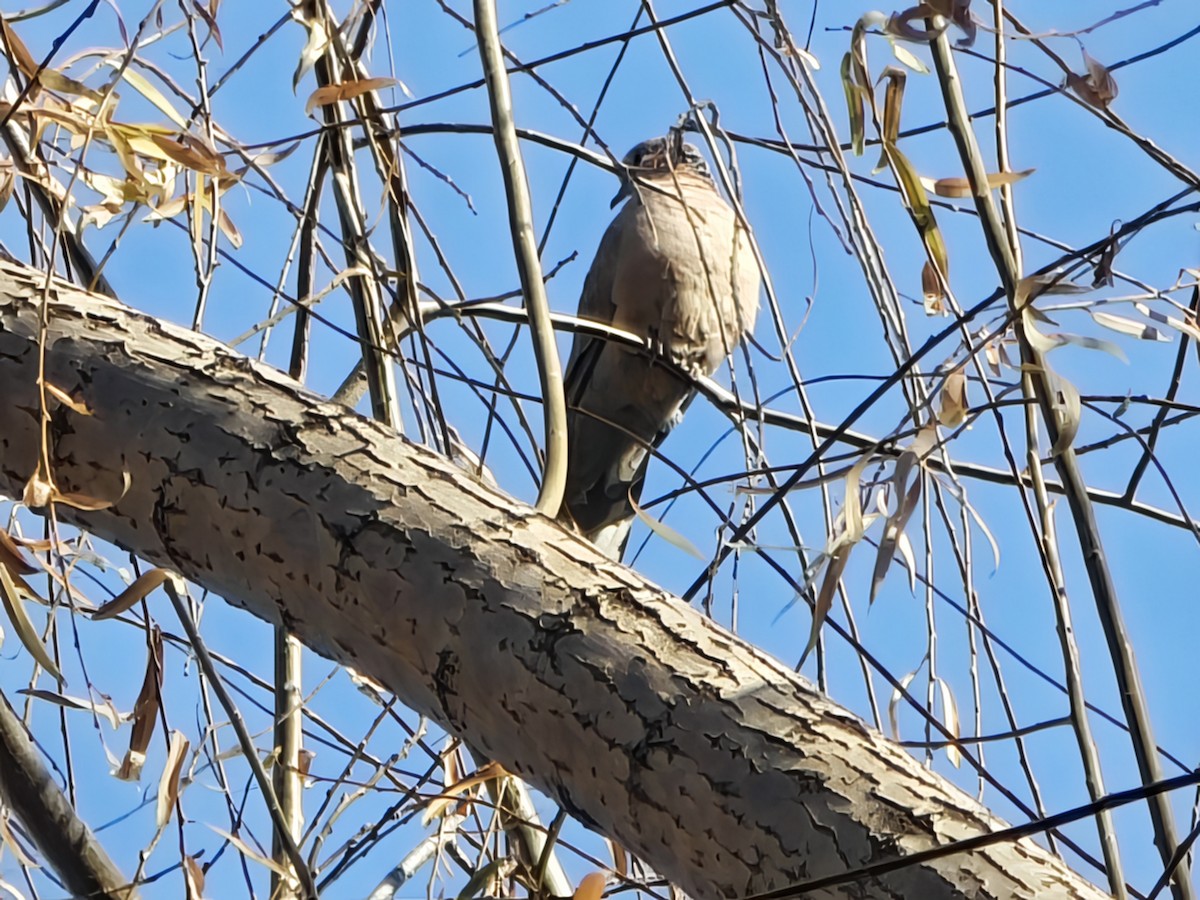 Eurasian Collared-Dove - ML646628318