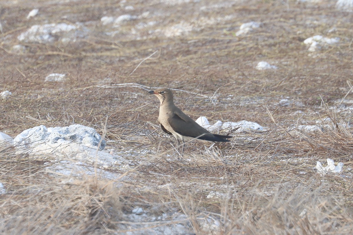 ouhorlík východní - ML646628319