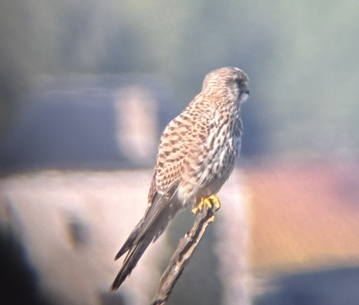 tårnfalk - ML646628320