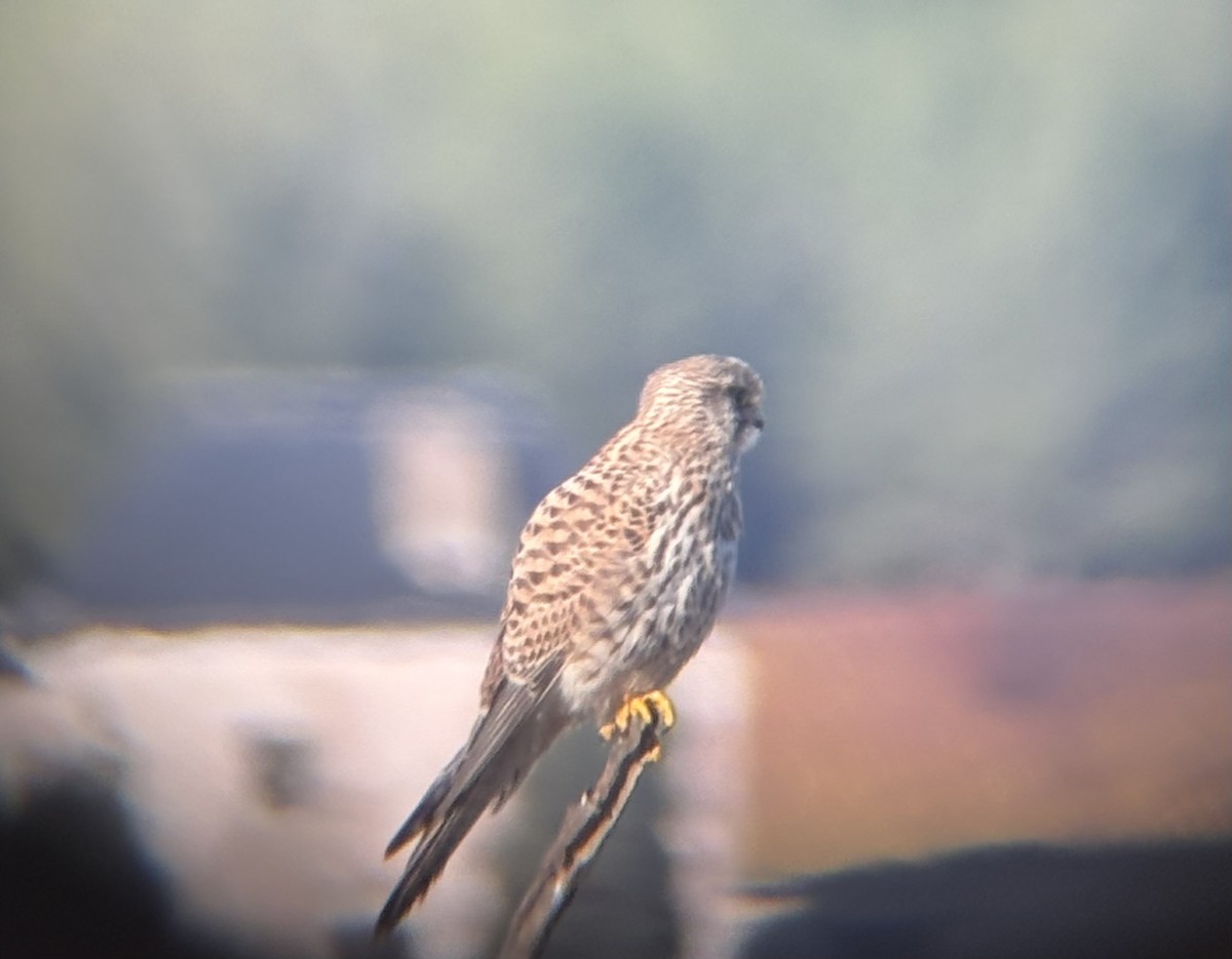 tårnfalk - ML646628321