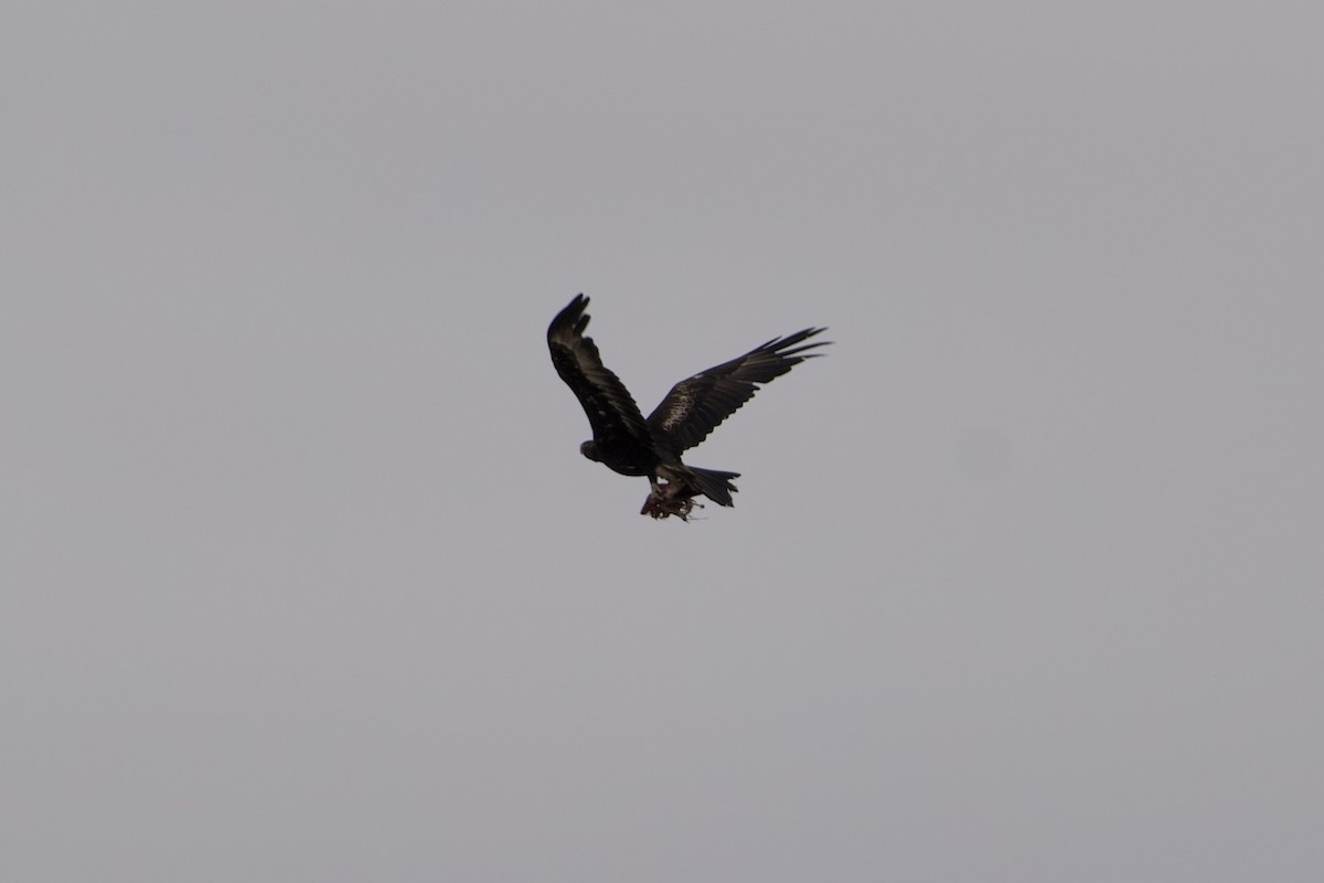 Wedge-tailed Eagle - ML646628322