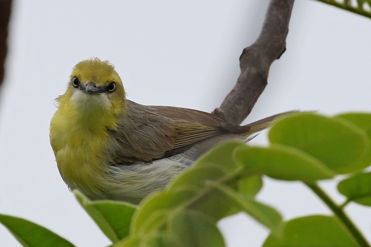 Green-capped Eremomela - ML646628323