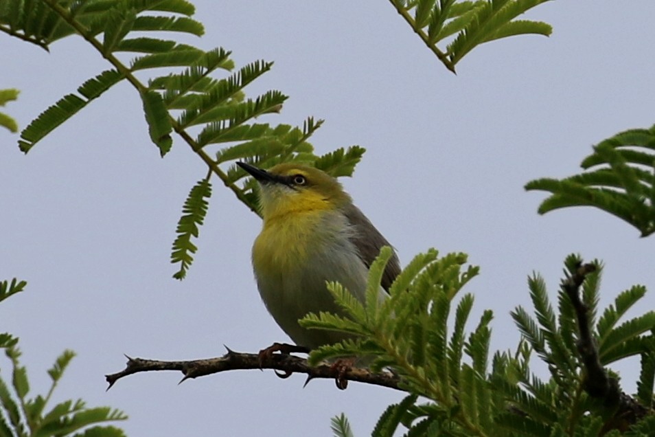 Green-capped Eremomela - ML646628324