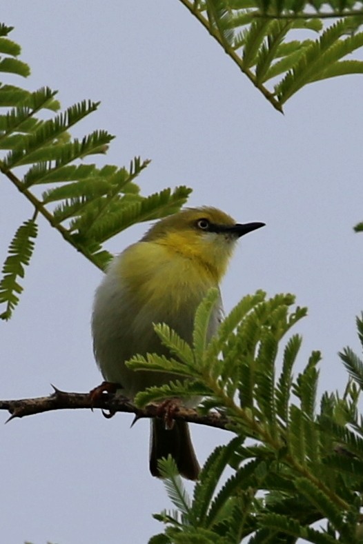 Green-capped Eremomela - ML646628325