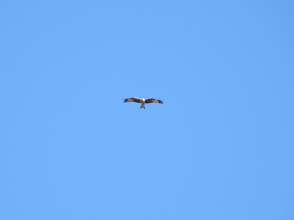 Red Kite - ML646628326