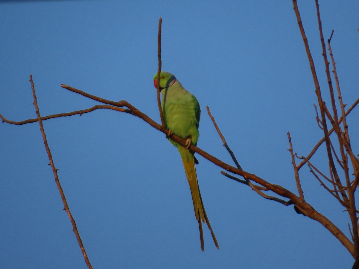 Rose-ringed Parakeet - ML646628327