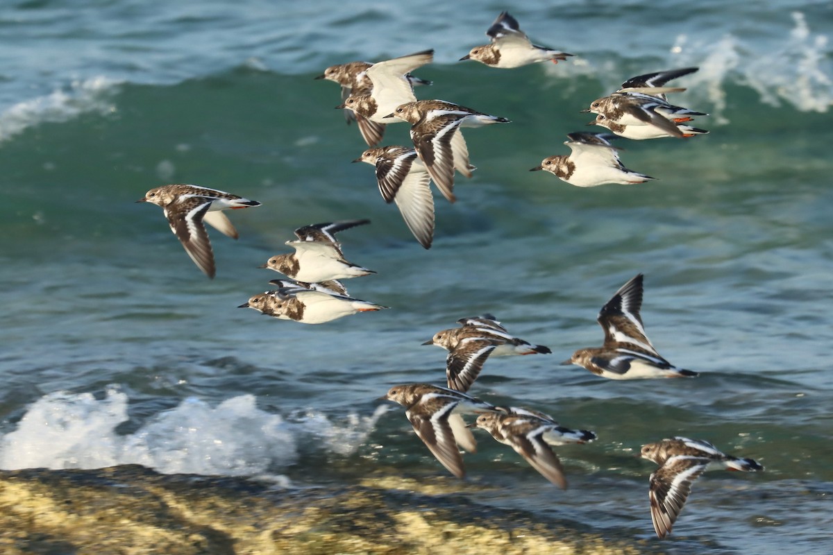 Ruddy Turnstone - ML646628328