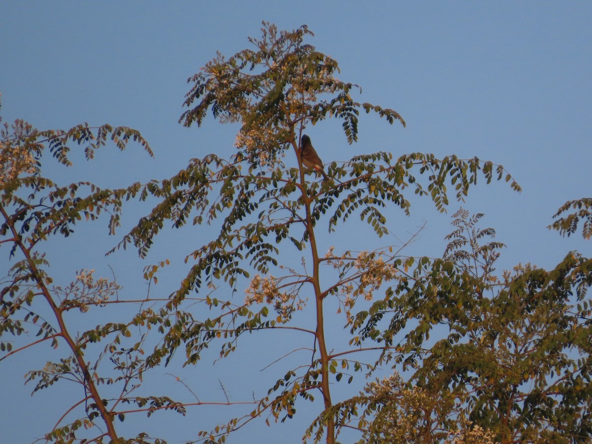 Red-vented Bulbul - ML646628329