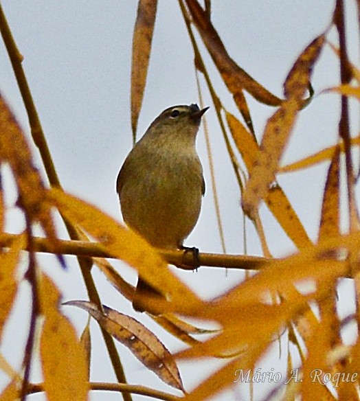 Common Chiffchaff - ML646628330