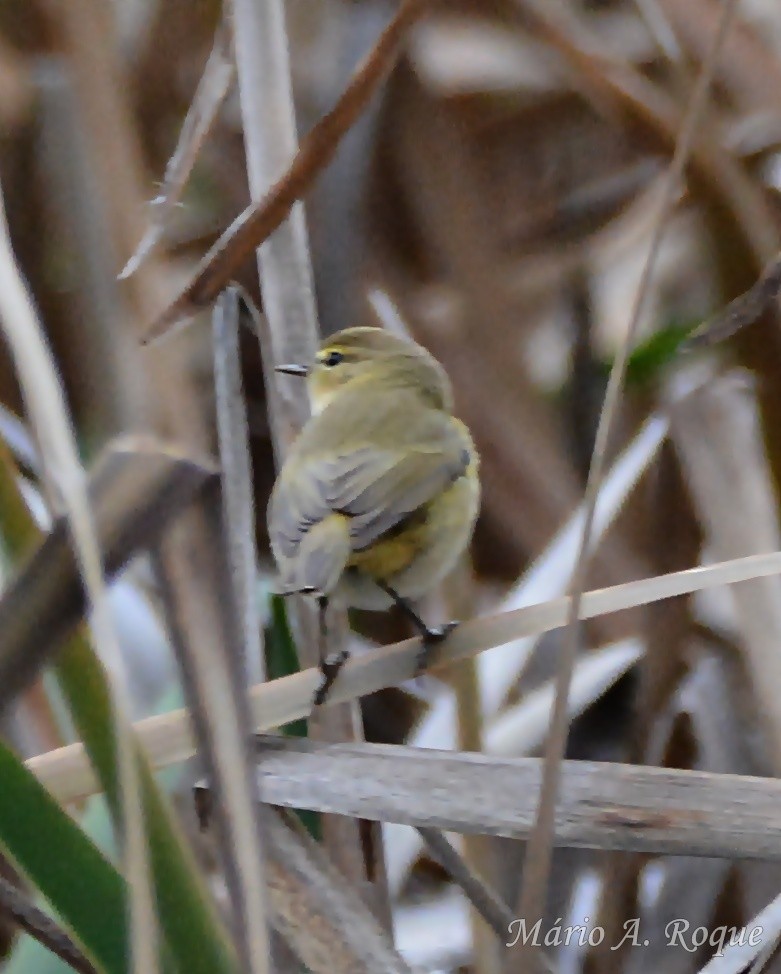 Common Chiffchaff - ML646628331