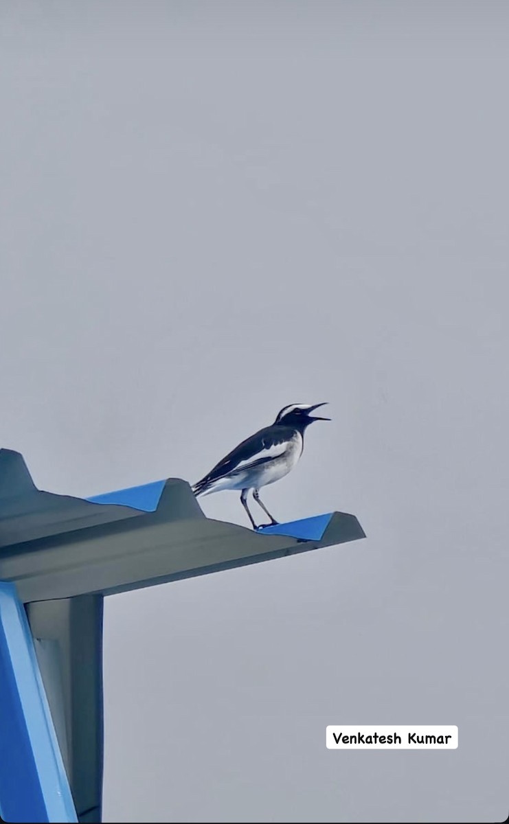 White-browed Wagtail - ML646628332