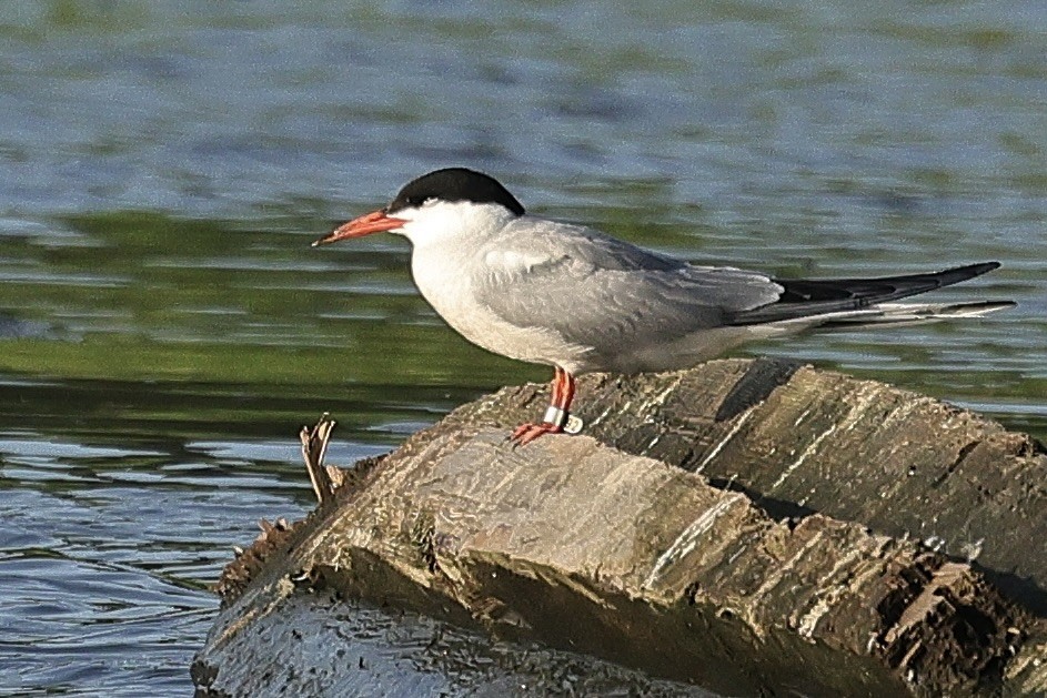 Common Tern - ML646628333