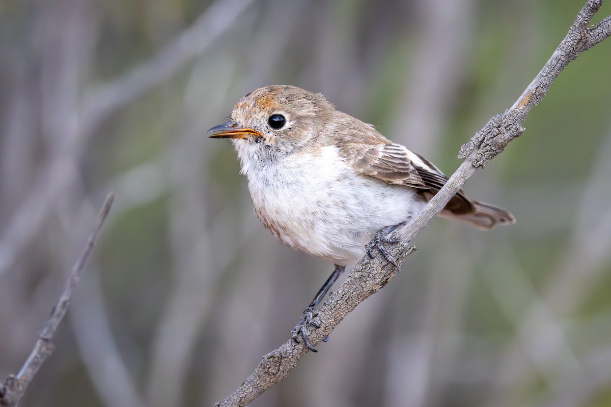 Red-capped Robin - ML646628334