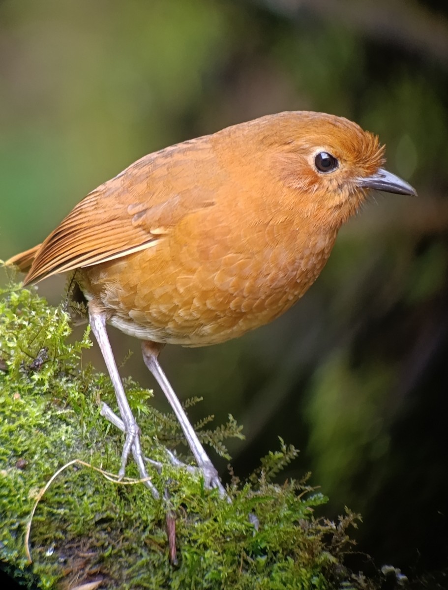 Equatorial Antpitta - ML646628335