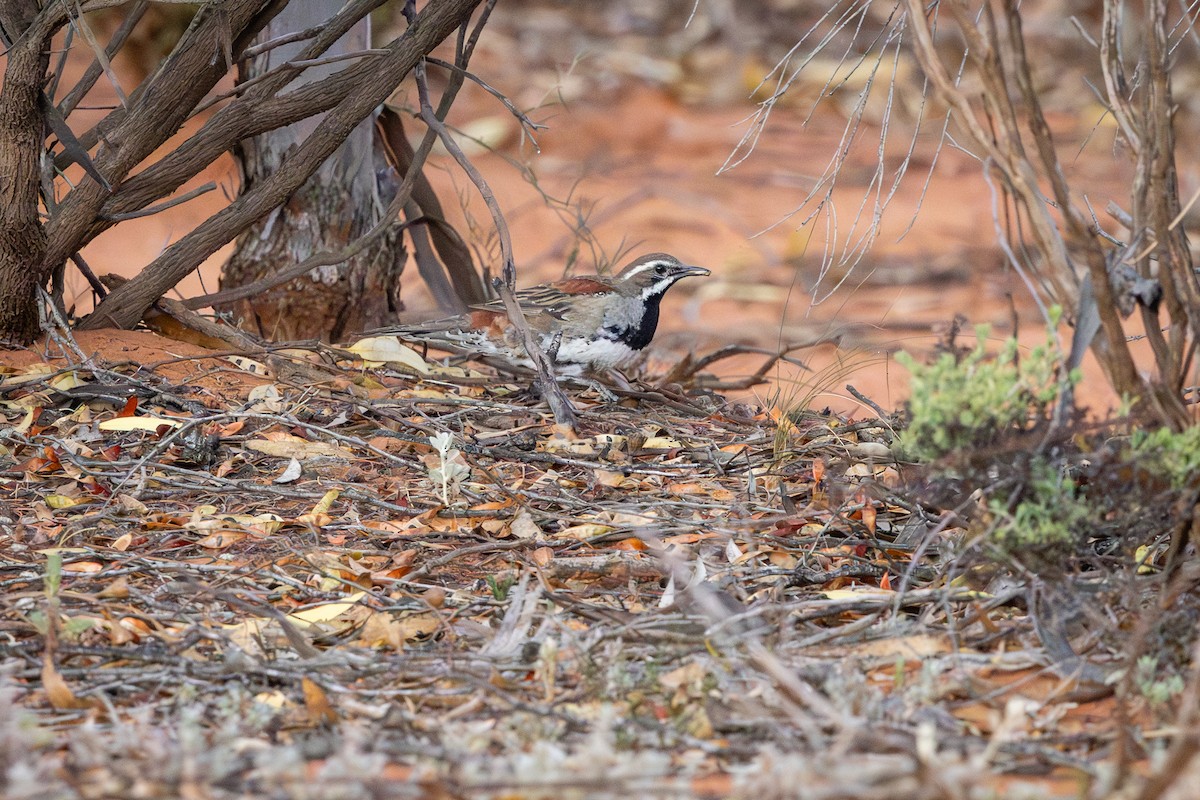 Copperback Quail-thrush - ML646628336
