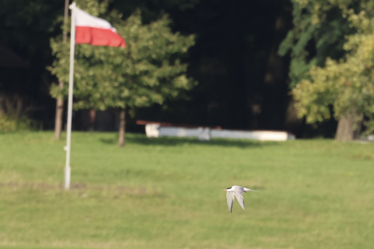Common Tern - ML646628337