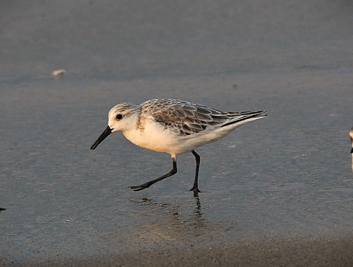 Sanderling - ML646628338