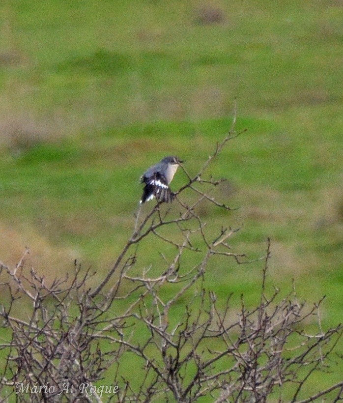 Iberian Gray Shrike - ML646628339