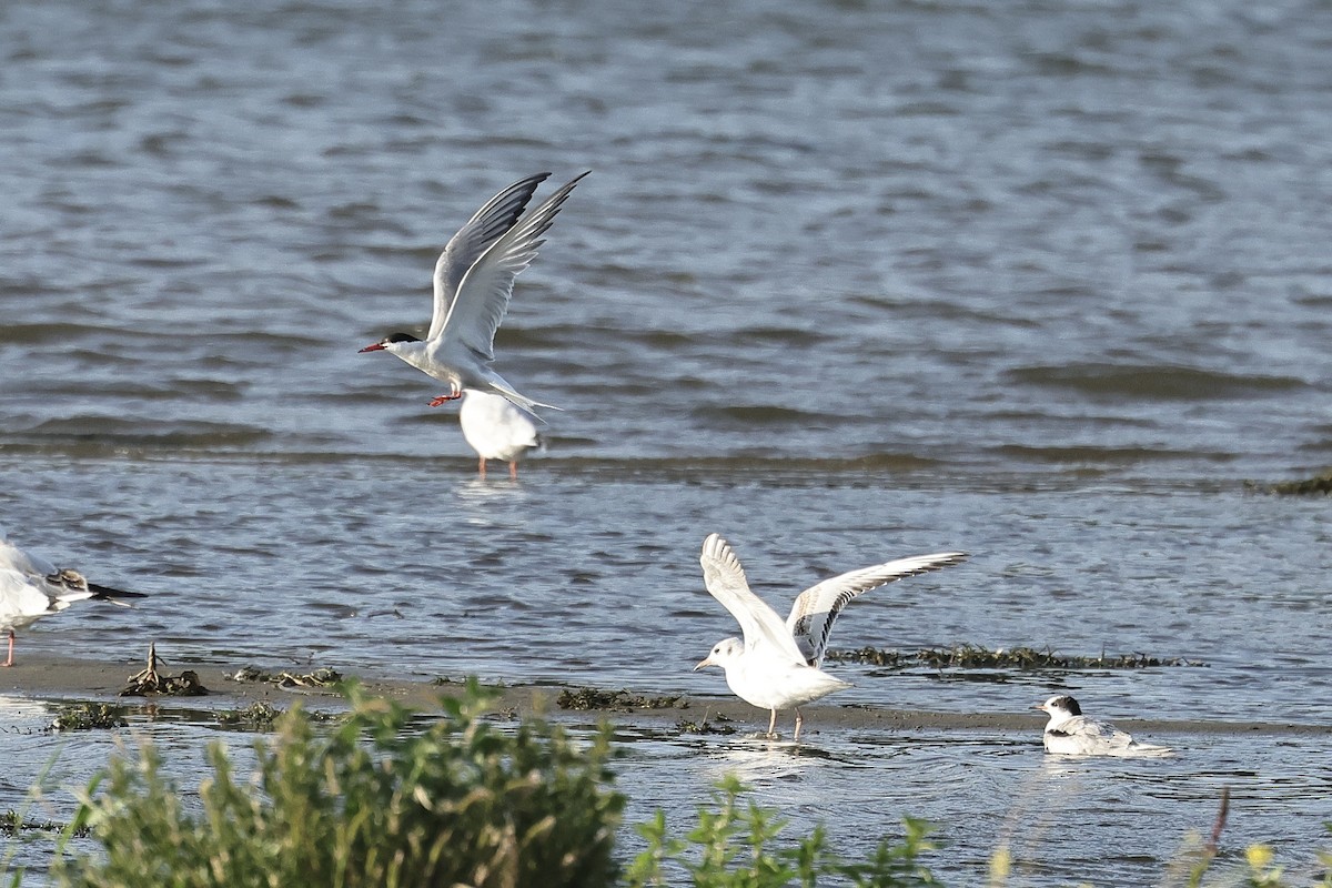 Common Tern - ML646628340