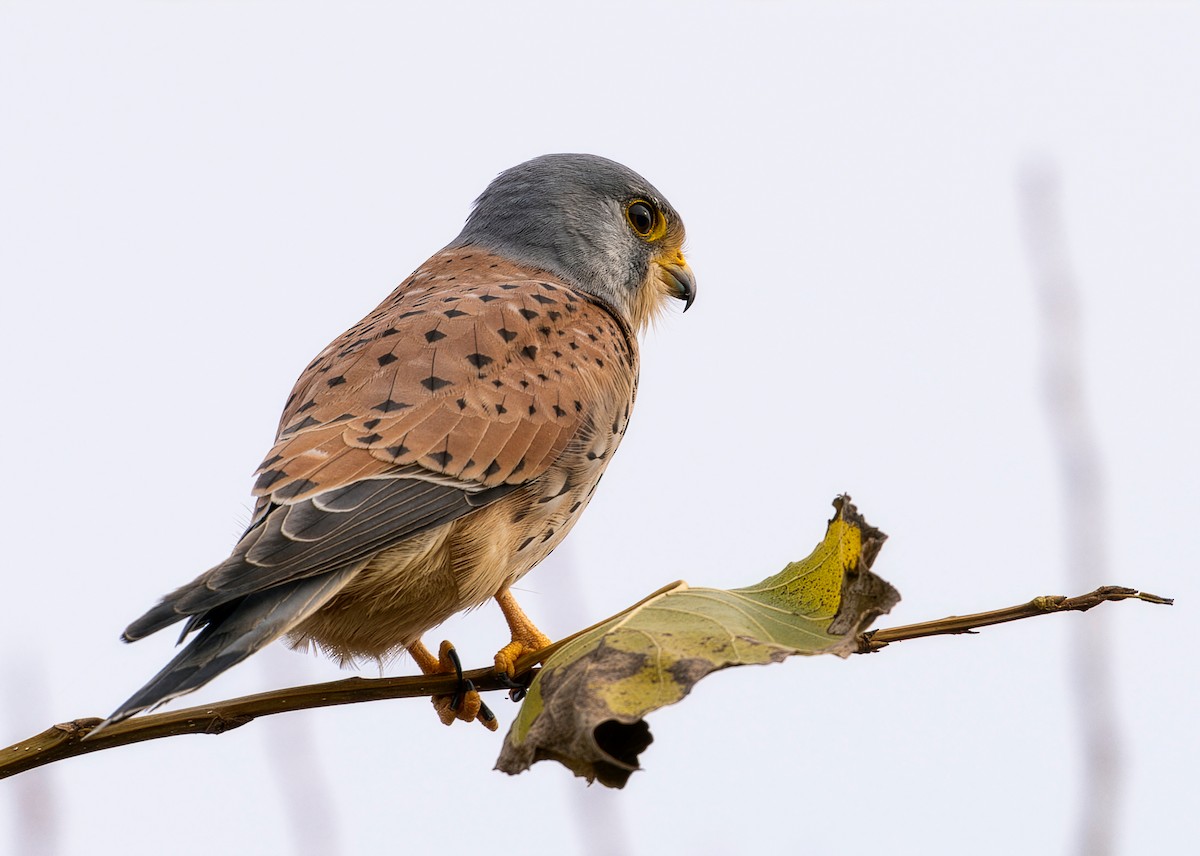 Eurasian Kestrel - ML646628341