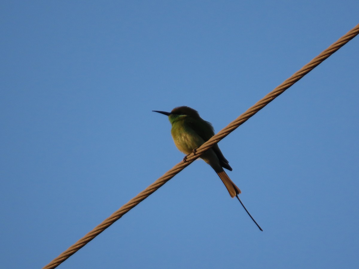 Asian Green Bee-eater - ML646628342
