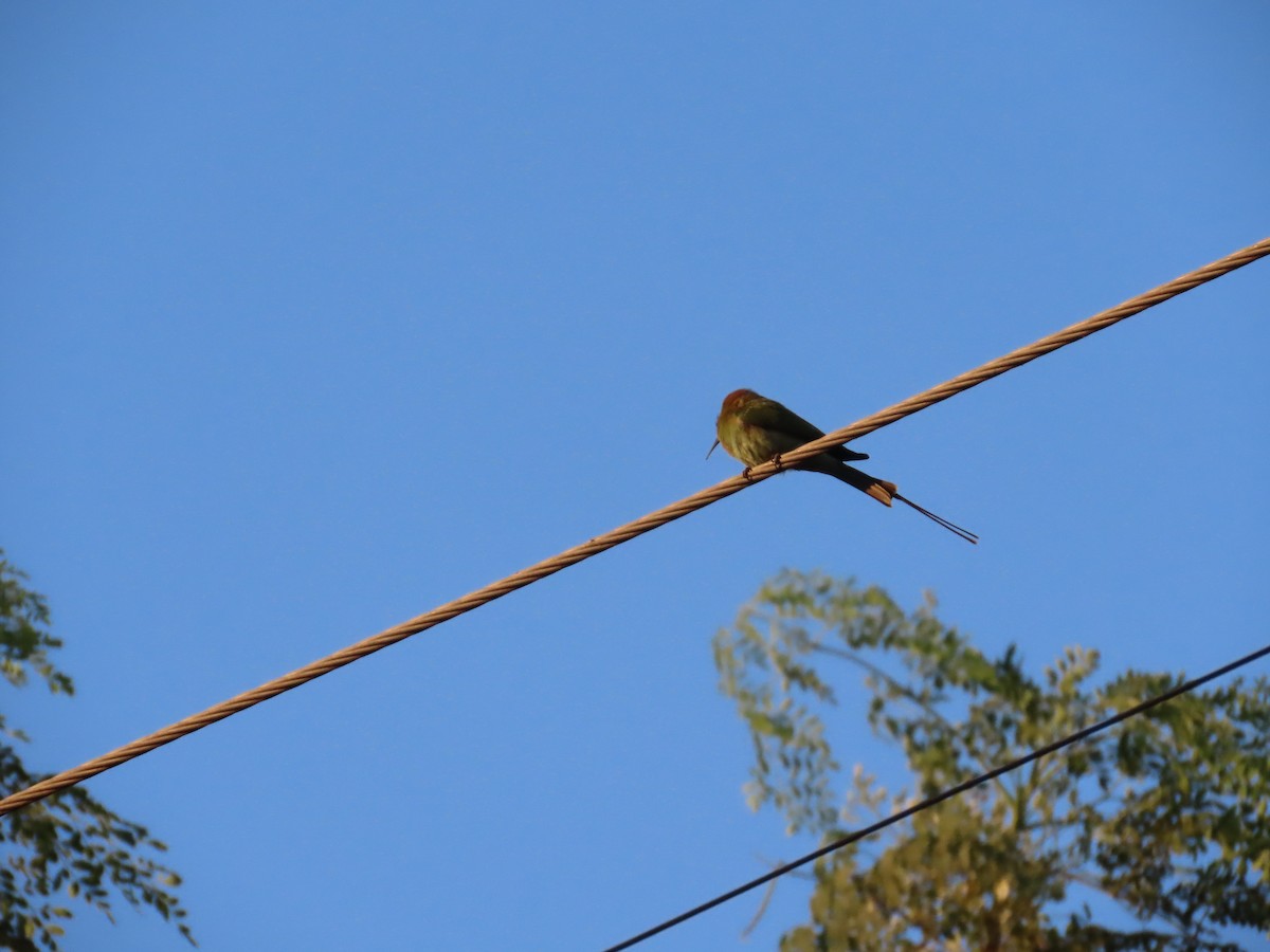 Asian Green Bee-eater - ML646628343