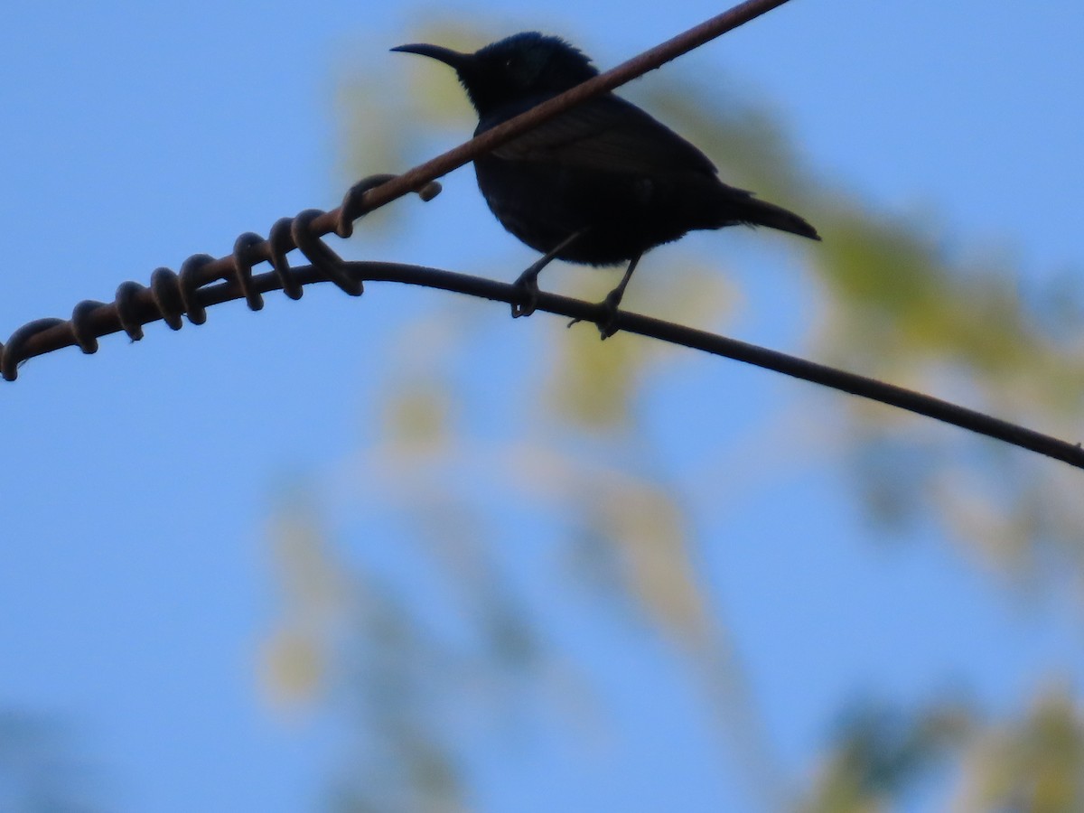 Purple Sunbird - ML646628344