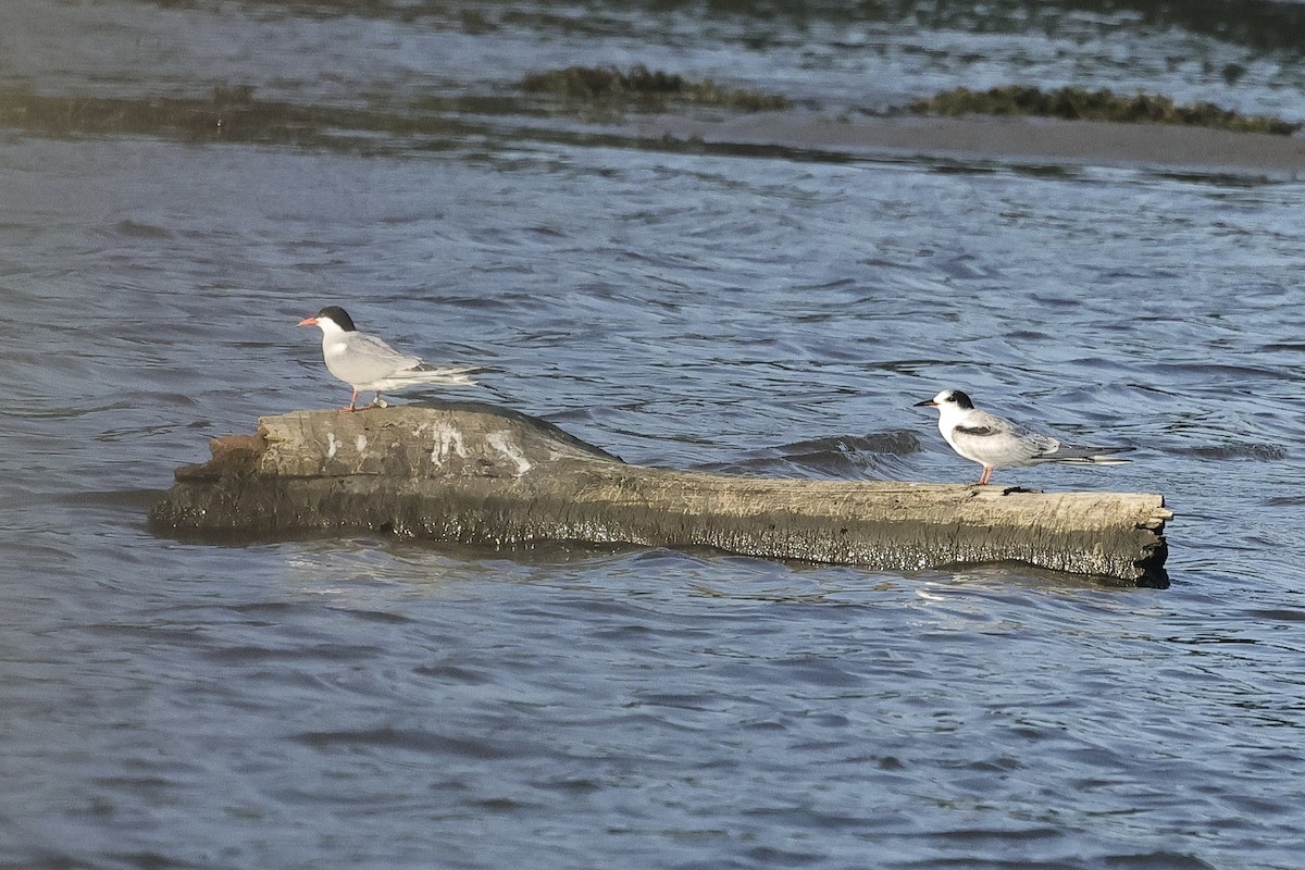 Common Tern - ML646628345