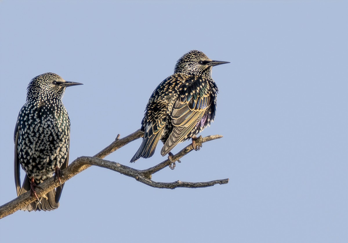 European Starling - ML646628346