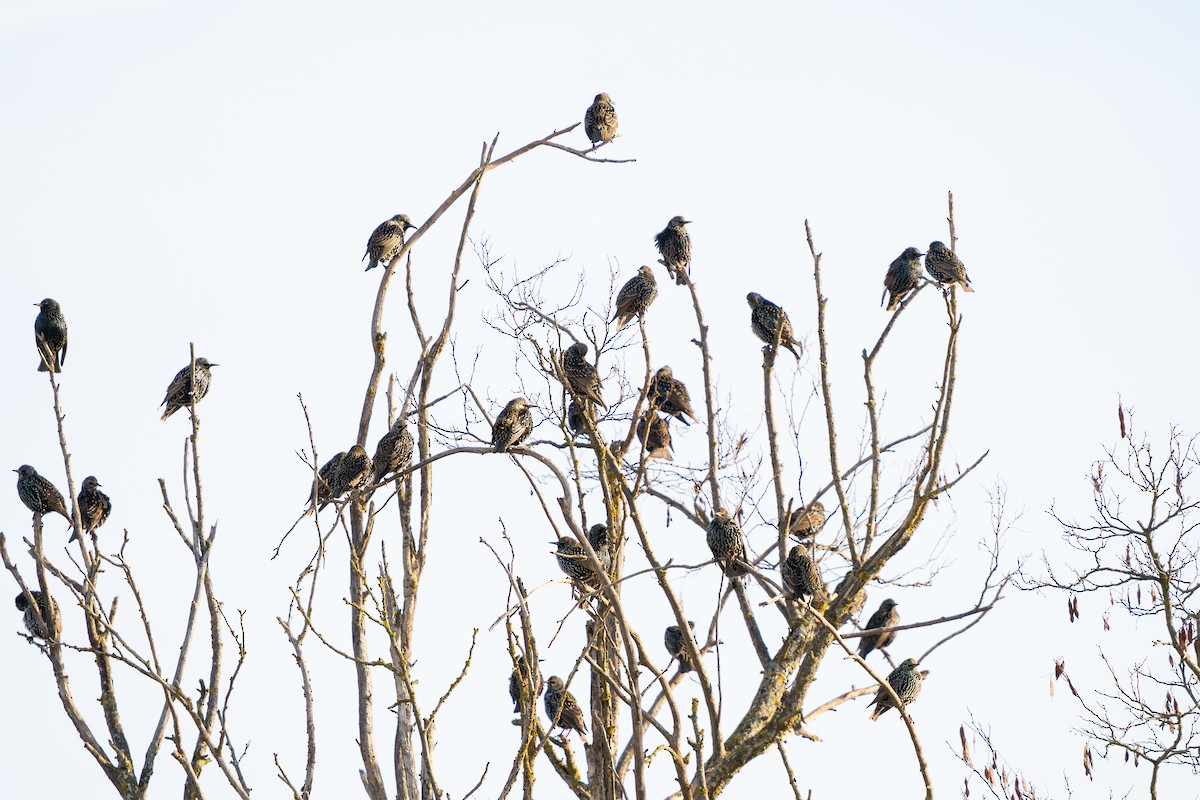 European Starling - ML646628347