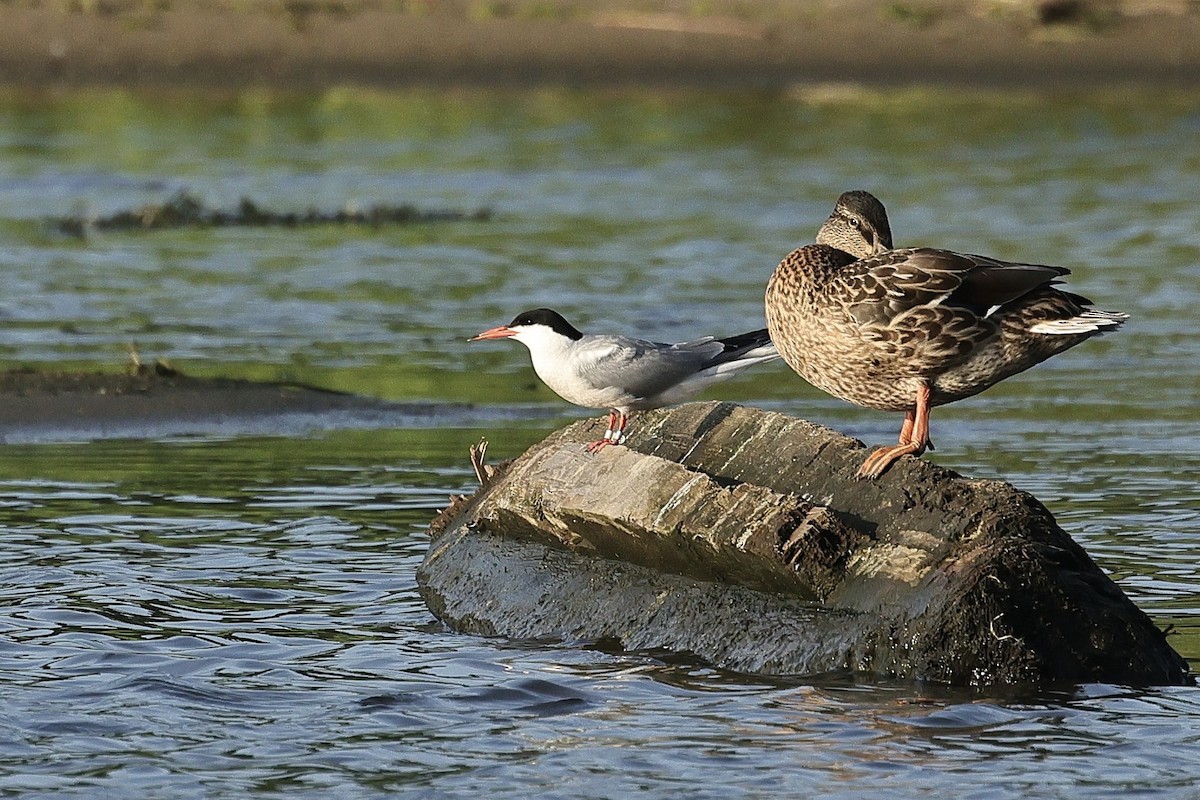 Common Tern - ML646628348