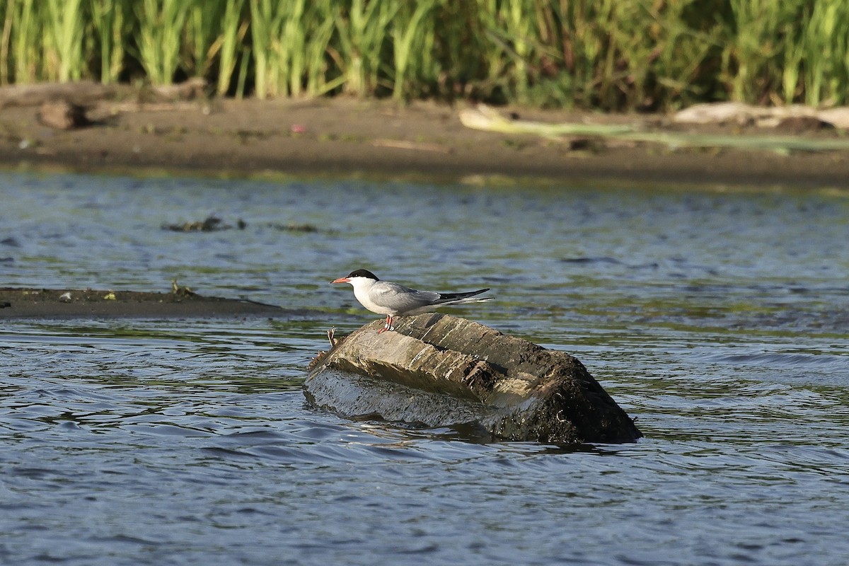 Common Tern - ML646628349