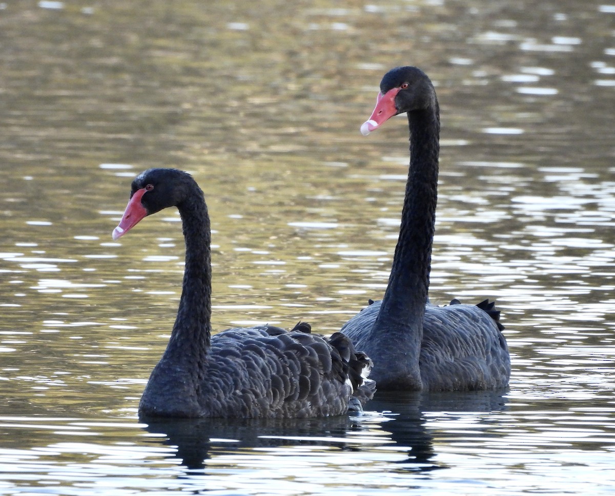 Black Swan - ML646628350