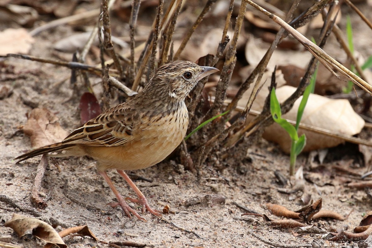 Flappet Lark - ML646628351