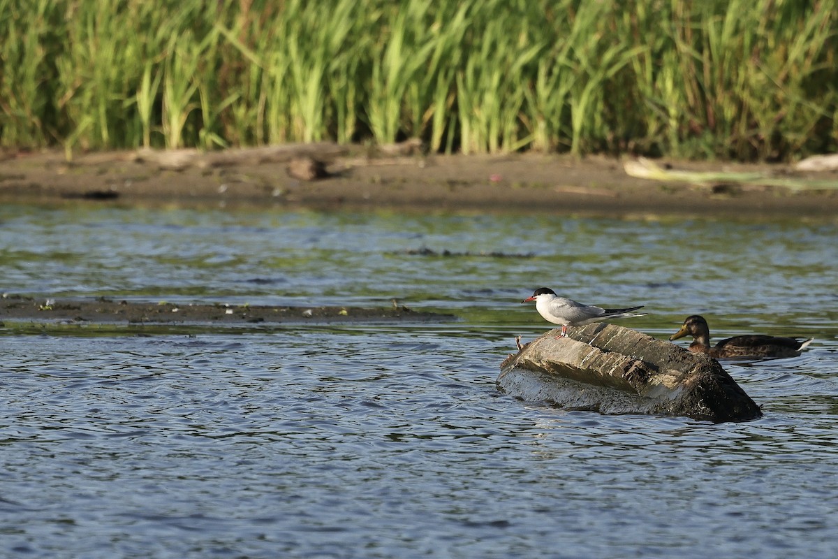 Common Tern - ML646628352