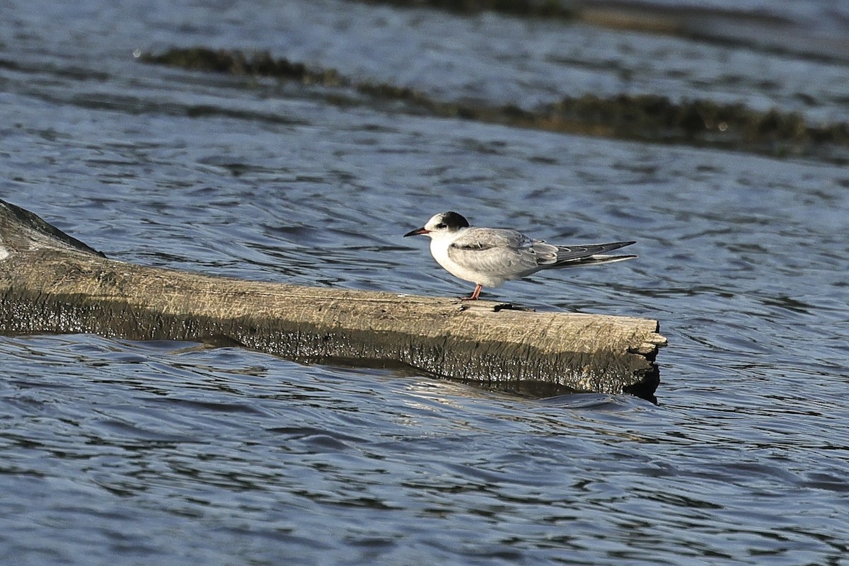 Common Tern - ML646628353