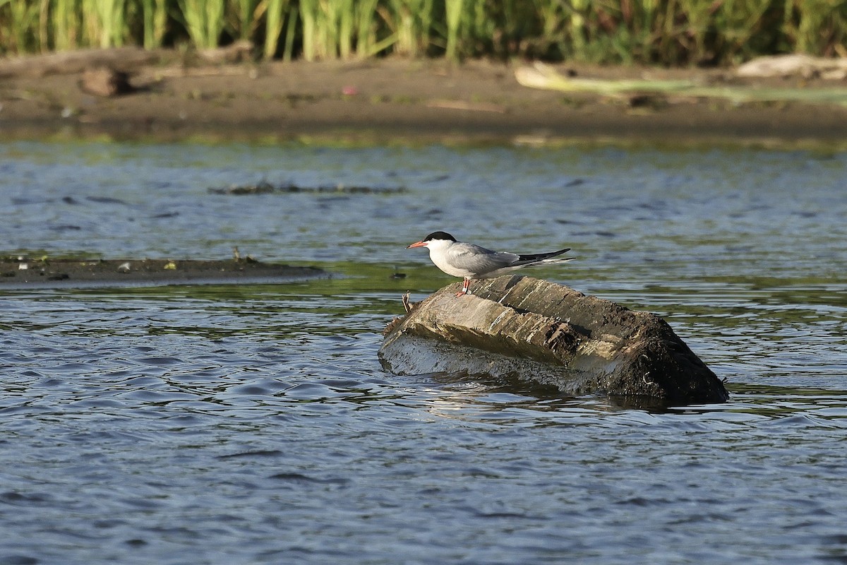 Common Tern - ML646628354