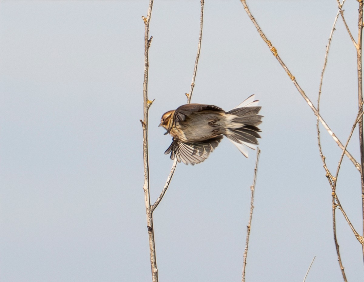 Reed Bunting - ML646628355